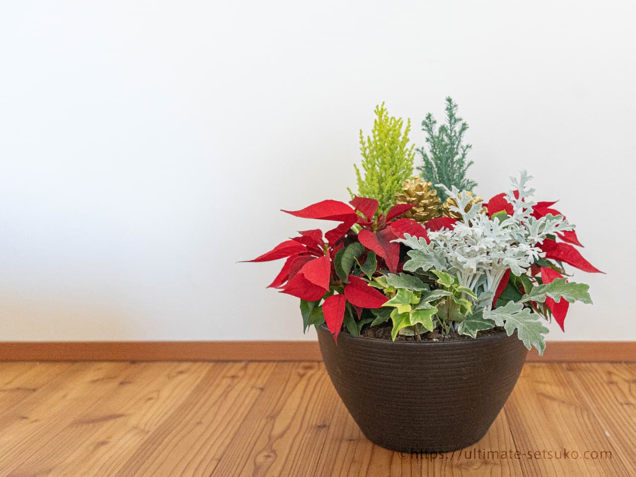 コストコのホリデー限定品！クリスマスプランターはポインセチアが入っ