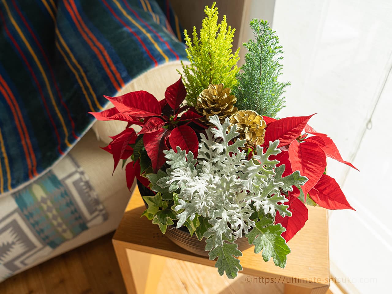 コストコのホリデー限定品！クリスマスプランターはポインセチアが入った豪華寄せ植え