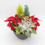 コストコのホリデー限定品！クリスマスプランターはポインセチアが入っ
