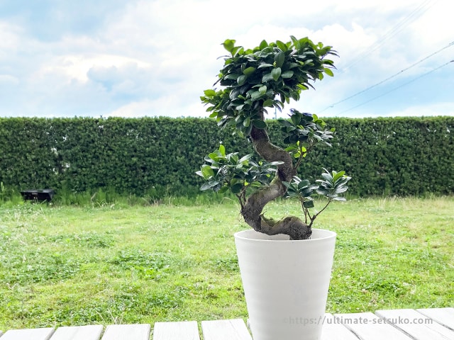 日光を好む植物