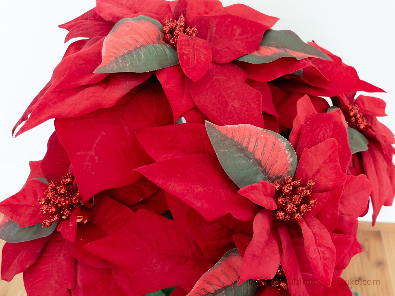 コストコのクリスマスおすすめ品はやっぱりポインセチアの鉢植え！置く