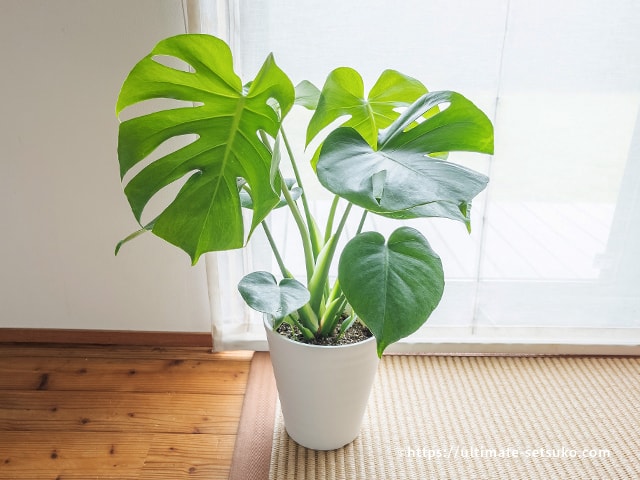 コストコで観葉植物のモンステラを購入！育てやすくておしゃれなのでインテリアにもおすすめ