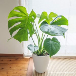 コストコで観葉植物のモンステラを購入！育てやすくておしゃれなのでインテリアにもおすすめ