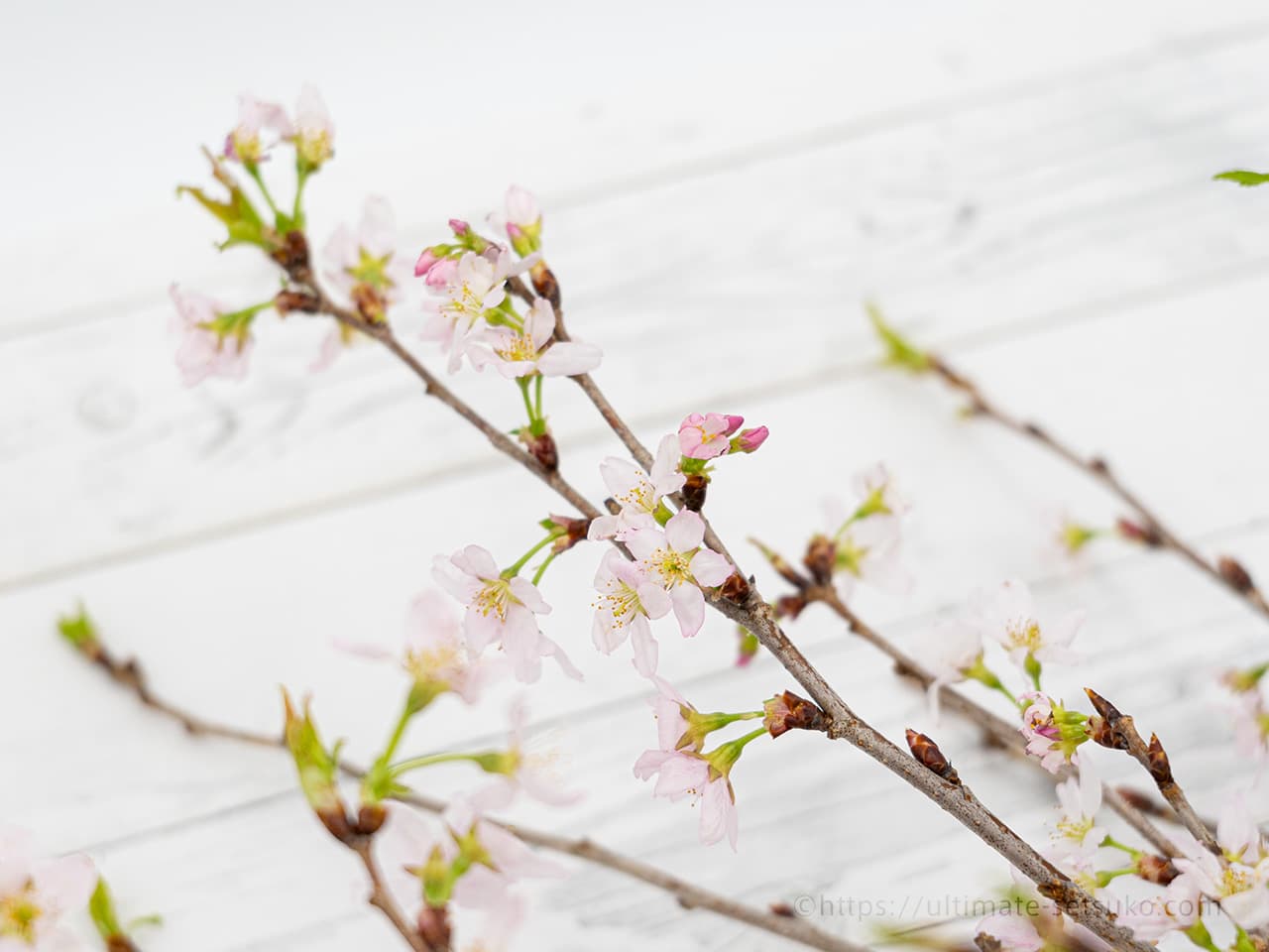 コストコ スプリングプレミアムブーケ（桜）